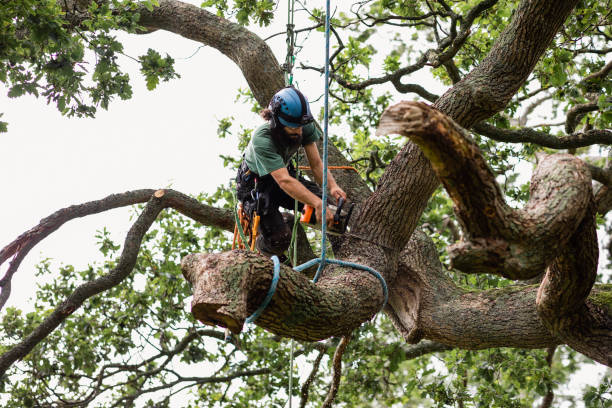 Best Tree Removal Service  in Timberwood Park, TX