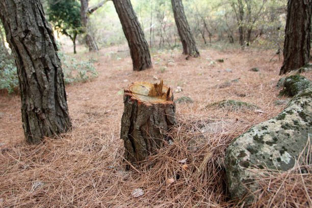 Best Root Management and Removal  in Timberwood Park, TX