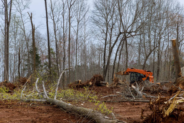 Best Tree Cabling and Bracing  in Timberwood Park, TX