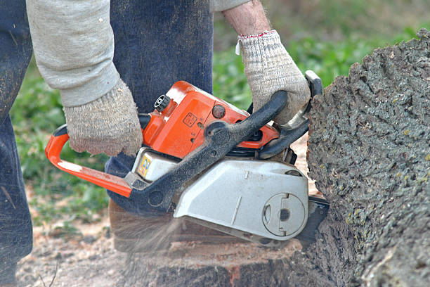 Best Palm Tree Trimming  in Timberwood Park, TX