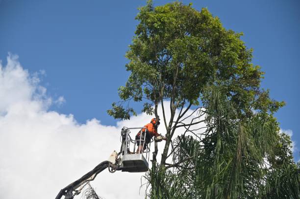 Best Fruit Tree Pruning  in Timberwood Park, TX