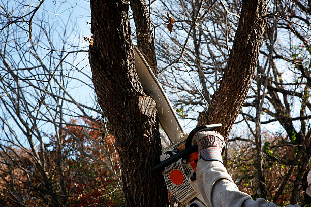 Best Hazardous Tree Removal  in Timberwood Park, TX