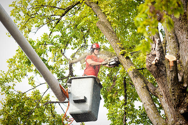 Professional Tree Services in Timberwood Park, TX