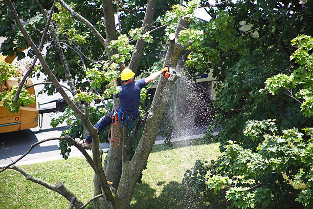 Best Lawn Mowing  in Timberwood Park, TX