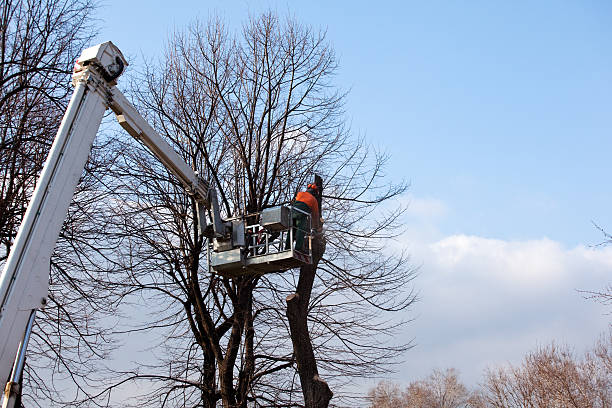 Best Hedge Trimming  in Timberwood Park, TX