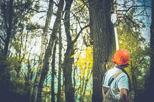 Best Storm Damage Tree Cleanup  in Timberwood Park, TX