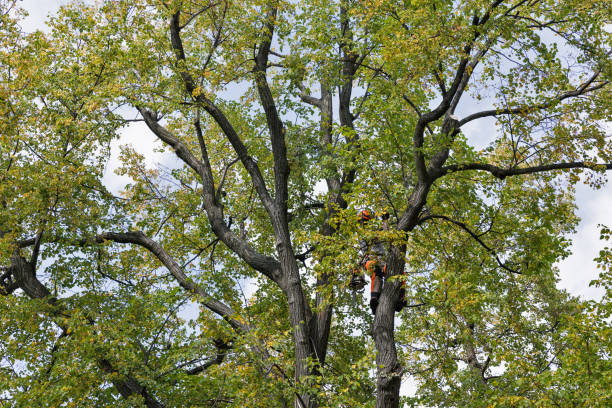 Tree and Shrub Care in Timberwood Park, TX